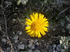 Berkheya coriacea