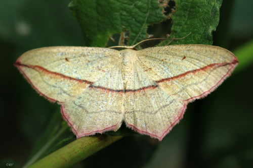 Smailiasparnis pilkasis sprindžiukas nuotrauka