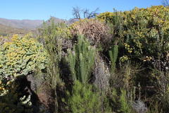 Paranomus bracteolaris