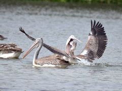 Pelecanus philippensis