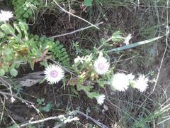 Drosanthemum hispifolium