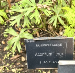 Aconitum ferox