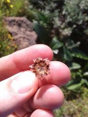 Drosanthemum hispifolium