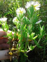 Drosanthemum hispifolium