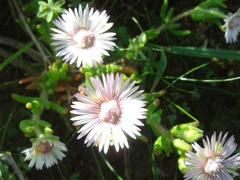 Drosanthemum hispifolium