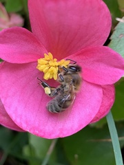 Apis mellifera