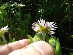 Drosanthemum hispifolium