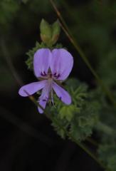 Pelargonium englerianum