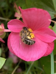 Apis mellifera