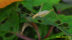 Oecanthus longicauda