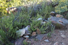 Pelargonium englerianum
