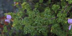 Pelargonium englerianum