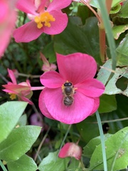 Apis mellifera