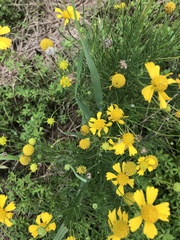 Helenium amarum amarum