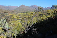 Rafnia amplexicaulis