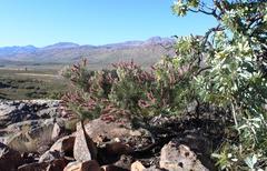 Paranomus bracteolaris