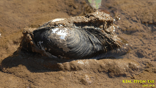 Sinanodonta schrenkii