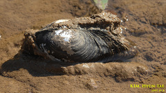 Sinanodonta schrenkii