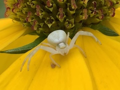 Misumena vatia