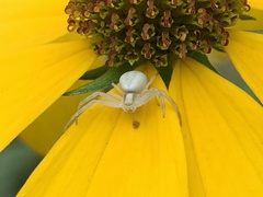 Misumena vatia