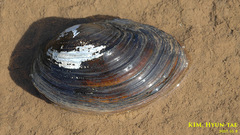 Sinanodonta schrenkii