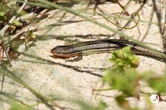 Morethia lineoocellata