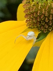 Misumena vatia