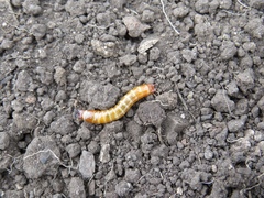 Selatosomus aeneus