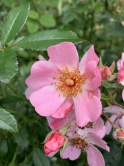 Rosa