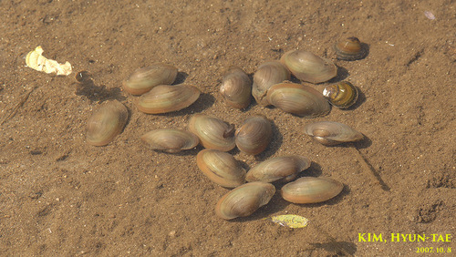 Buldowskia shadini