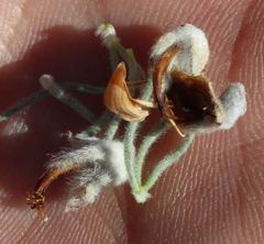 Aspalathus shawii shawii