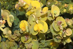 Rafnia amplexicaulis