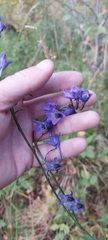 Delphinium crassifolium