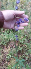 Delphinium crassifolium