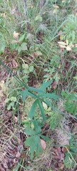 Delphinium crassifolium