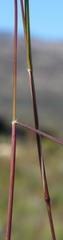 Tribolium hispidum