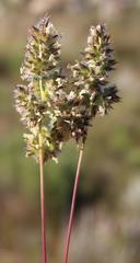 Tribolium hispidum
