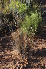 Tribolium hispidum
