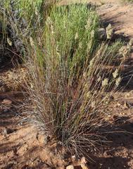 Tribolium hispidum