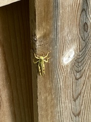 Melanoplus differentialis