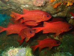 Panamic Soldierfish photo 5