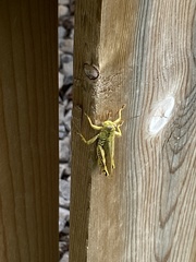 Melanoplus differentialis