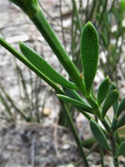Boronia spathulata
