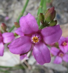 Boronia spathulata