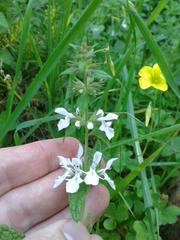 Stachys bolusii