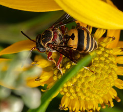 Triepeolus distinctus