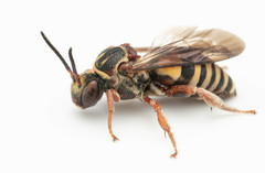 Triepeolus distinctus