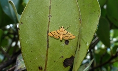 Dichocrocis
