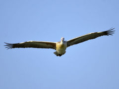 Pelecanus philippensis