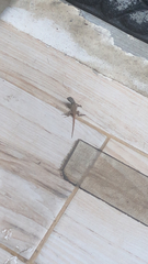 Sceloporus variabilis